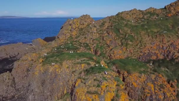 在爱尔兰 海洋中的悬崖与鸟类的空中影像 — 图库视频影像