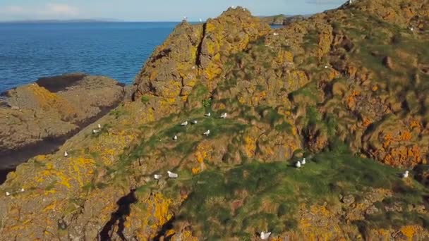 アイルランドの鳥と海の崖の の空中映像 — ストック動画