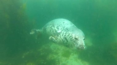 sevimli vahşi mühür mavi temiz su sualtı görünümünü