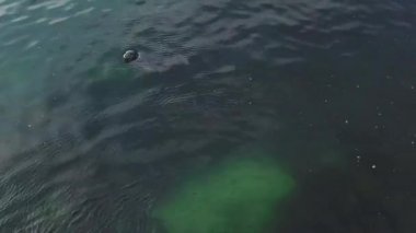 mavi temiz su sevimli vahşi hayvanlar