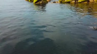 mavi temiz su sevimli vahşi hayvanlar