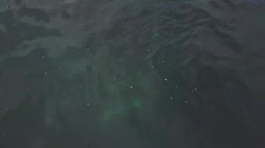 sevimli vahşi fokun mavi temiz suda ıslatın ve kayalık ada