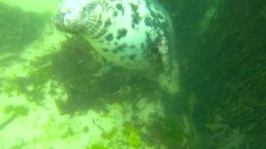 temiz su altında mavi sevimli vahşi mühür görünümü