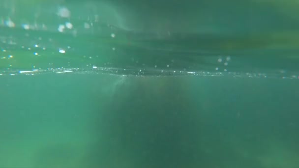 青のきれいな水でかわいい野生のアザラシの水中ビュー — ストック動画