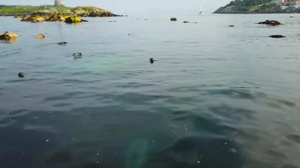 Animaux Sauvages Mignons Dans Eau Bleue Propre — Video