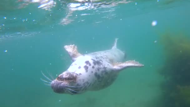Blick Auf Niedliche Wilde Seehunde Blauem Sauberem Unterwasser — Stockvideo