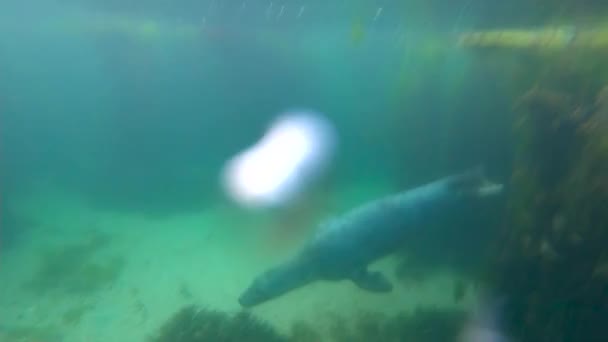 Vista Linda Foca Salvaje Azul Limpio Bajo Agua — Vídeos de Stock