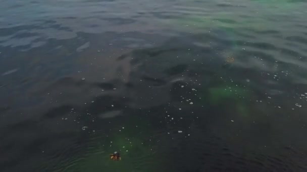 Phoque Sauvage Mignon Nageant Dans Eau Bleue Propre Avec Île — Video