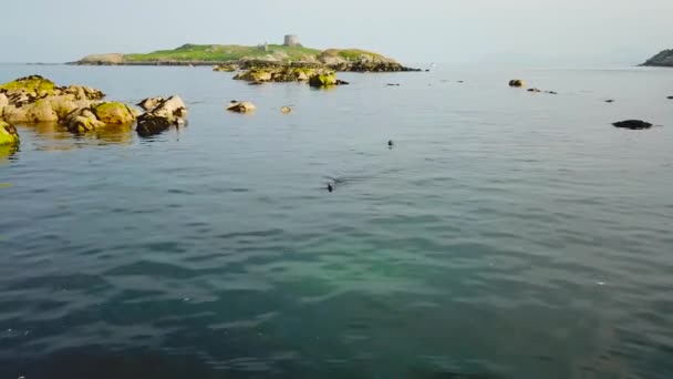 Χαριτωμένο Άγρια Σφραγίδα Κολύμπι Καθαρά Νερά Βραχώδες Νησί — Αρχείο Βίντεο