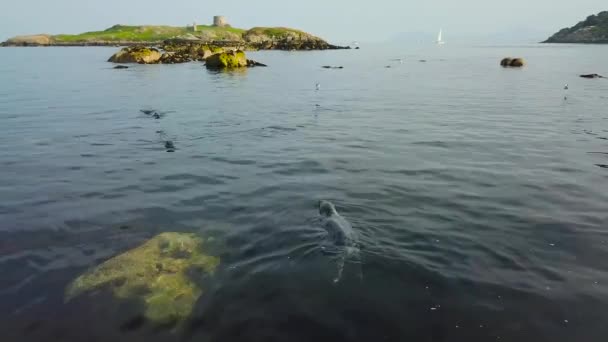 Cute Wild Seals Blue Clean Water — Stock Video