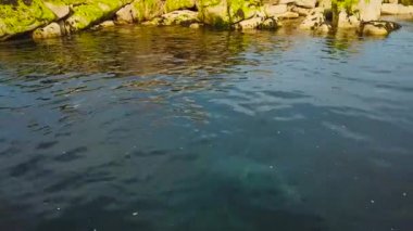 sevimli vahşi fokun mavi temiz suda ıslatın ve kayalık ada