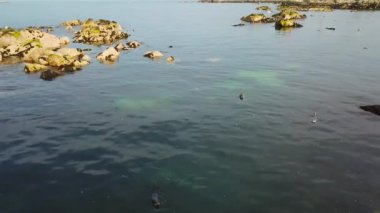 sevimli vahşi mühürler mavi temiz suyun yakınında kayalar