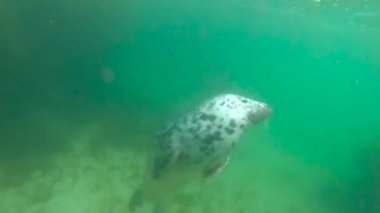 temiz su altında mavi sevimli vahşi mühür görünümü