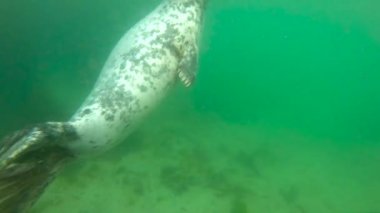 sevimli vahşi mühür mavi temiz su sualtı görünümünü