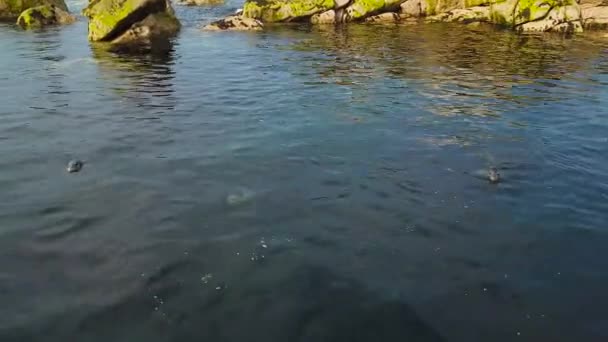 岩石附近蓝色清水中的可爱野生海豹 — 图库视频影像