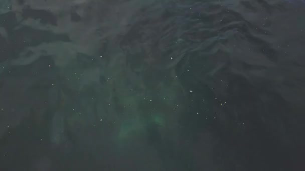岩だらけの島でブルーのきれいな水で泳ぐかわいい野生のアザラシ — ストック動画