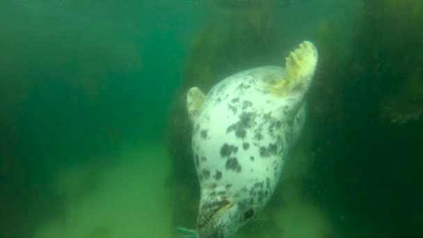 Blick Auf Niedliche Wilde Seehunde Blauem Sauberem Unterwasser — Stockvideo