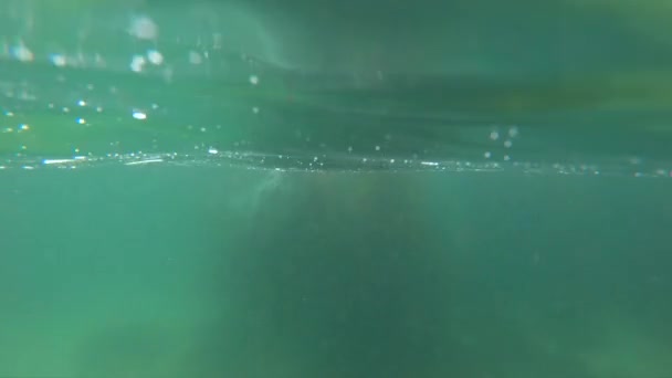 Vue Sous Marine Phoque Sauvage Mignon Dans Eau Bleue Propre — Video