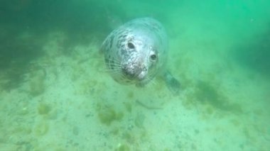 sevimli vahşi mühür mavi temiz su sualtı görünümünü