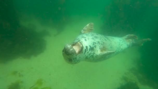 Подводный Вид Милый Дикий Тюлень Голубой Чистой Воде — стоковое видео