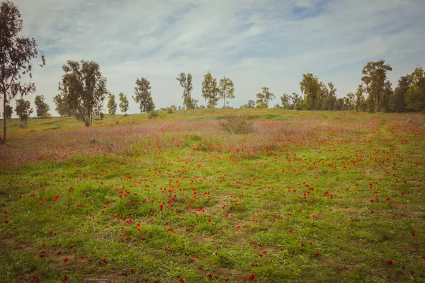 Field Red Anemones — Stock Photo, Image