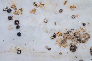 Pencere de güvercin dışkıları