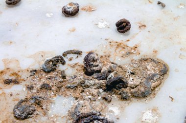 Pencere de güvercin dışkıları