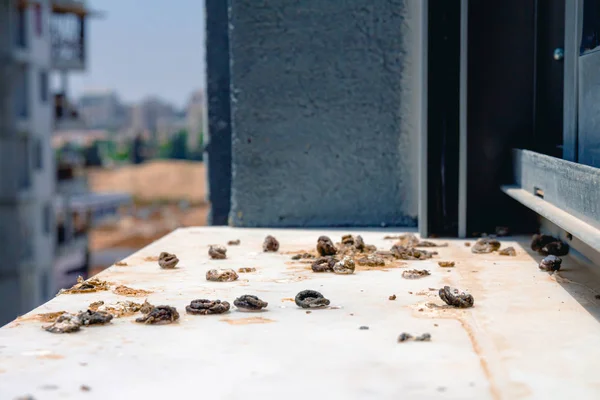 Pigeon droppings on the windowsill — Stock Photo, Image