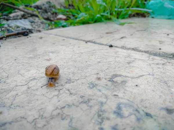 Zbliżenie ślimak pełzające na marmurowej powierzchni w ogrodzie po deszczu — Zdjęcie stockowe