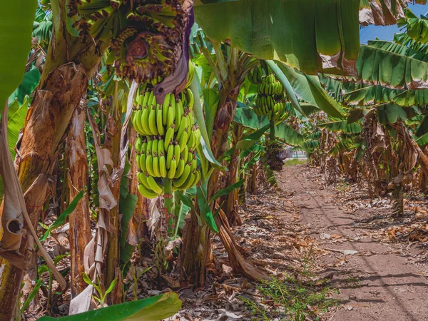 Bando Bananas Verdes Cruas Plantações Kibutz Degania Israel Fechar — Fotografia de Stock