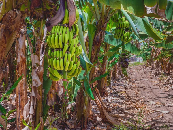 Bando Bananas Verdes Cruas Plantações Kibutz Degania Israel Fechar — Fotografia de Stock