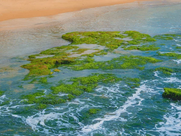 Zielone Wodorosty Kamieniach Morzu Śródziemnym Pobliżu Plaży Tel Awiwie Letni — Zdjęcie stockowe
