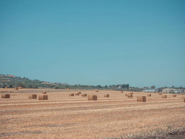 Rechteckige Heuballen Auf Dem Leeren Feld Nach Der Ernte Sonnigen — Stockfoto