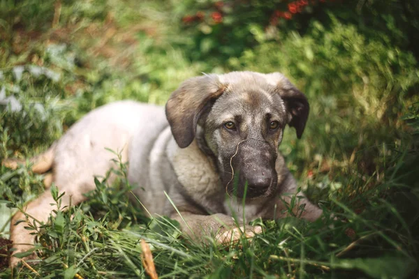 Çimlerin içinde yatan bir köpek yavrusu. Bir köpek bakışı