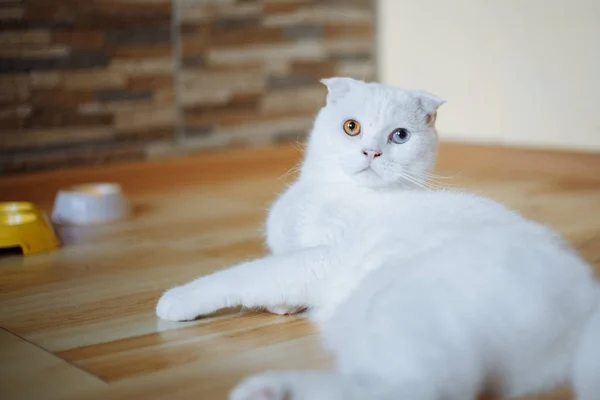 Farklı gözleri olan güzel beyaz bir kedi. Yemekten sonra dinlenmek. Beyaz İskoç kat.