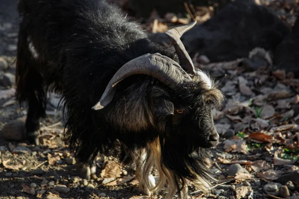 Een Zwarte Berggeit Met Grote Hoorns Lange Baard — Stockfoto