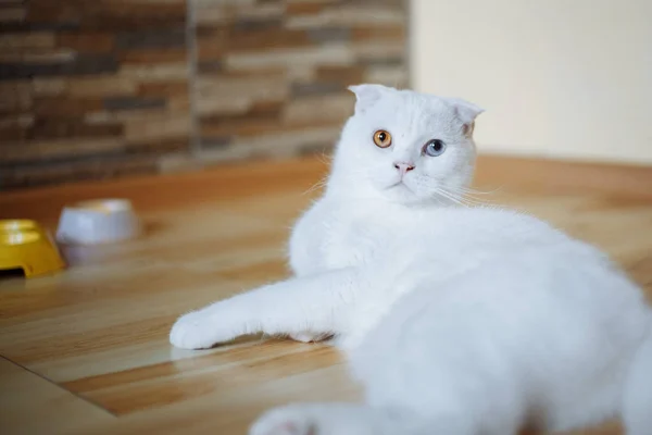 Een Mooie Witte Kat Met Verschillende Ogen Het Eten Rusten Stockfoto