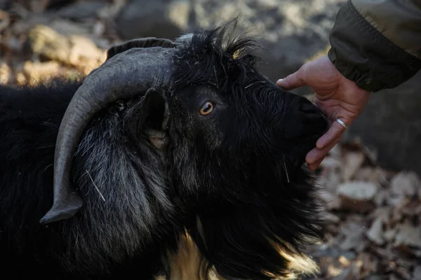 Een Zwarte Berggeit Met Grote Hoorns Lange Baard Tederheid Van — Stockfoto