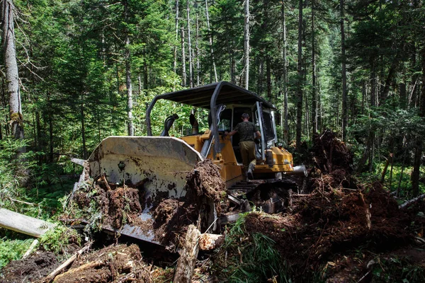 Bir yol inşaatı. Buldozer işte. Bir ormanı yok etmek. Kırık ve düşmüş ağaçlar. arka planda mavi bir gökyüzü ile. 