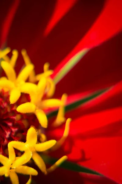 Macro Image Red Flower Top View Macro Image Natural Background — Stock Photo, Image