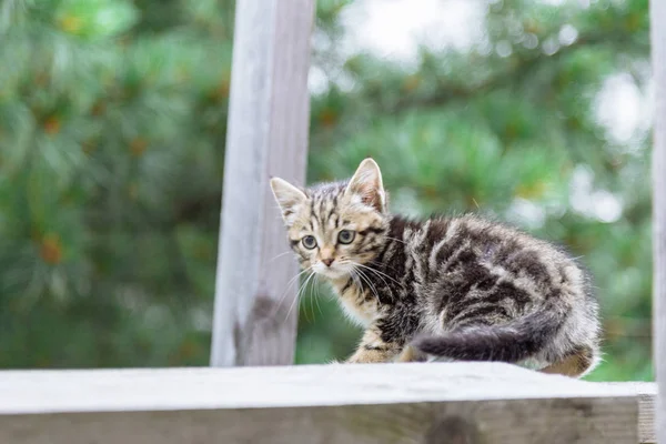Yavru kedi