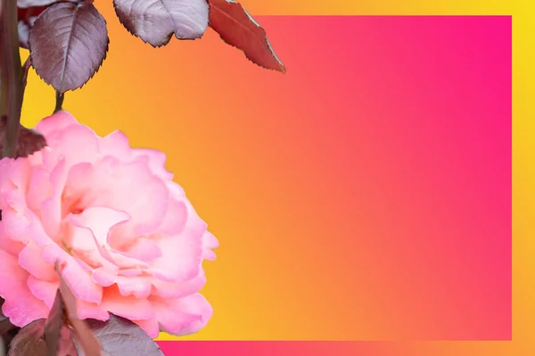 pembe gül çiçeği