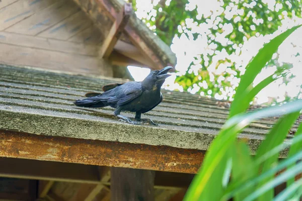 Doğa Arka Planda Çatı Fayans Üzerinde Crow — Stok fotoğraf