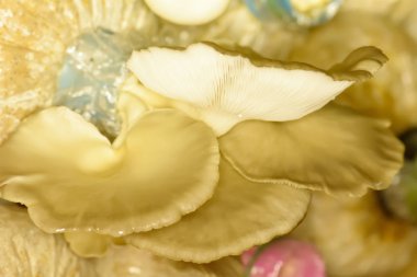 Kültürlü çantada türetme mantar.