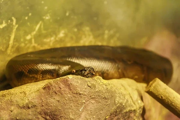 Büyük Kaya Üzerinde Kan Python Eğrisi — Stok fotoğraf