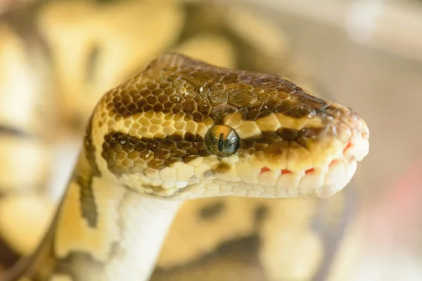 アルビノのビルマニシキヘビは丸くなっています そのペットを飼いならす — ストック写真