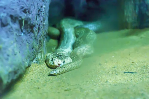 Kum Üzerinde Monocled Cobra Eğrisi — Stok fotoğraf