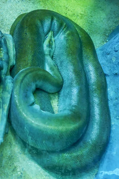 Kum Üzerinde Yeşil Birmanya Python Eğrisi — Stok fotoğraf