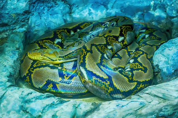 Büyük Kaya Üzerinde Reticulated Python Eğrisi — Stok fotoğraf