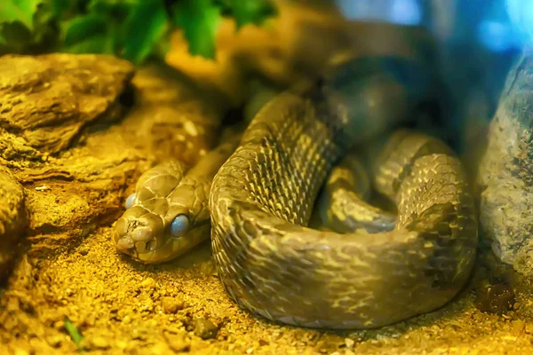 Curva Serpiente Gato Con Dientes Perro Arena — Foto de Stock